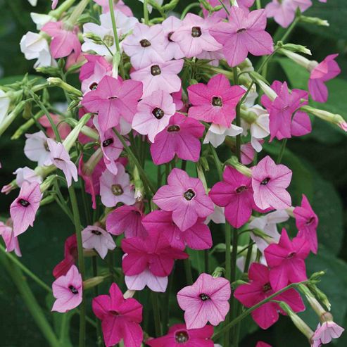 Image of Nicotiana X Hybrida 'whisper Mixed' F1 Hybrid - 1 Packet (70 Seeds)