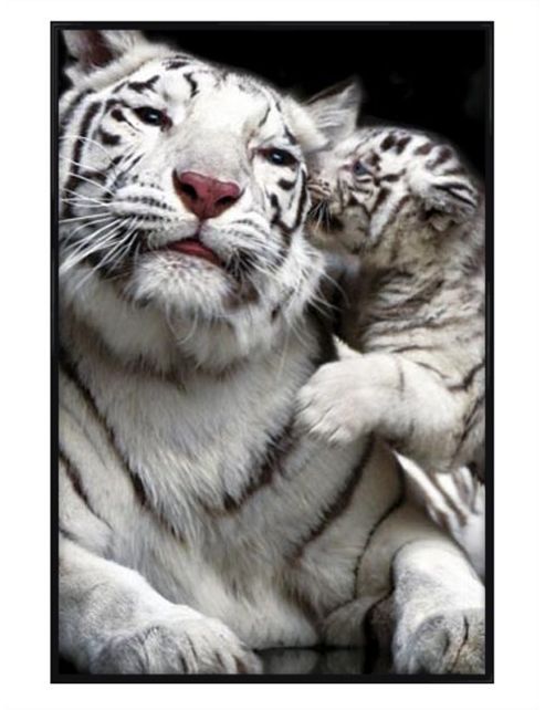 Image of White Tigers Gloss Black Framed Kiss Poster