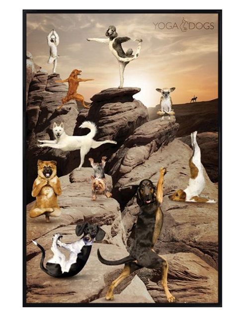 Image of Yoga Dogs Gloss Black Framed Canine Spirituality Poster