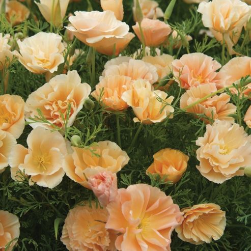 Image of Californian Poppy 'peach Sorbet' - 1 Packet (150 Seeds)