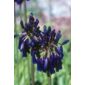 African lily (Agapanthus inapertus subsp. pendulus 'Graskop')