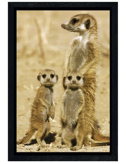 Image of Black Wooden Framed Meerkats Poster
