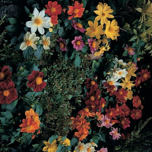 Image of Dahlia Variabilis 'bambino Mixed' - 1 Packet (50 Seeds)