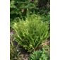 male fern (Dryopteris filix-mas)