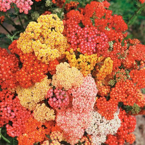 Image of Achillea Millefolium 'summer Berries' F2 Hybrid - 1 Packet (40 Seeds)