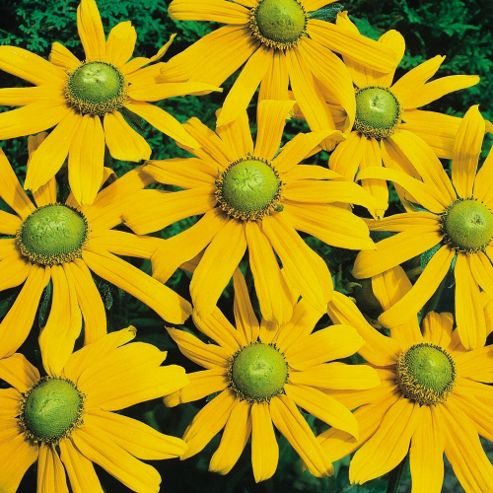 Image of Rudbeckia Hirta 'green Eyes' - 1 Packet (500 Seeds)