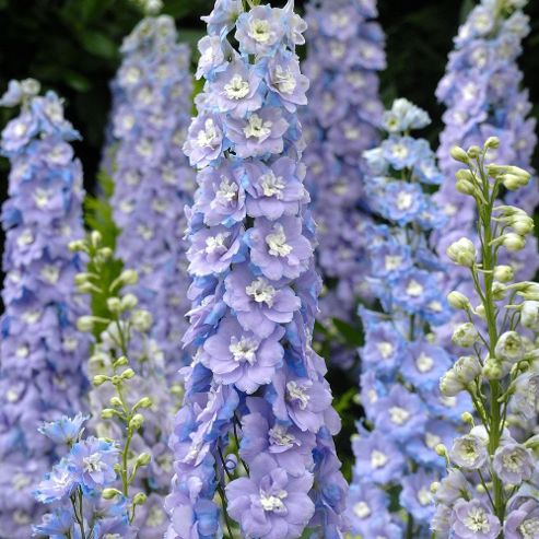 Image of Delphinium X Cultorum 'centurion Lilac Blue Bicolour' F1 Hybrid - 1 Packet (12 Seeds)