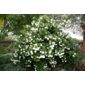 snowball tree ( syn. Sterile ) (Viburnum opulus 'Roseum')