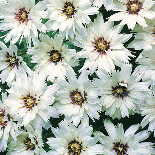 Image of Catananche Caerulea 'bicolor' - 1 Packet (75 Seeds)