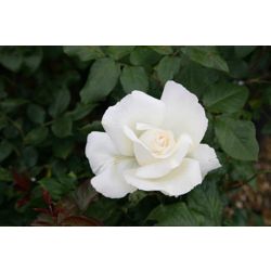 rose Silver Anniversary (hybrid tea) (Rosa Silver Anniversary ('Poulari') (PBR))