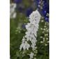 delphinium (Delphinium 'Galahad')
