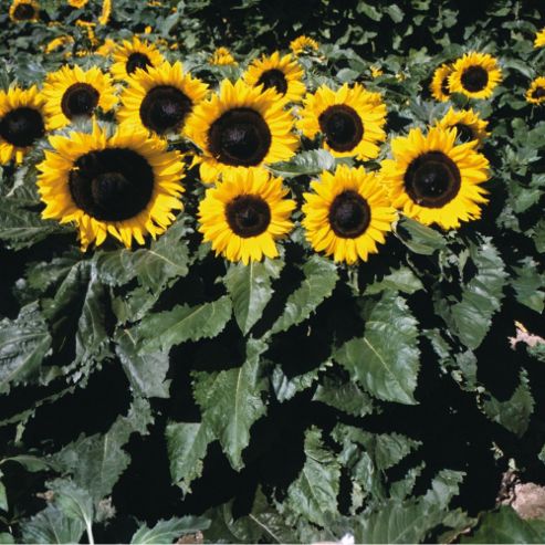 Image of Sunflower 'little Dorrit' F1 Hybrid - 1 Packet (25 Seeds)