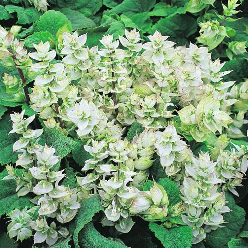 Image of Salvia Sclarea Var. Turkestanica Alba - 1 Packet (20 Seeds)