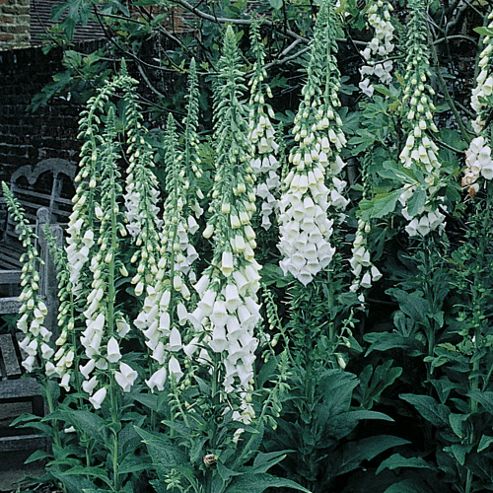 Image of Foxglove 'alba' - 1 Packet (150 Seeds)
