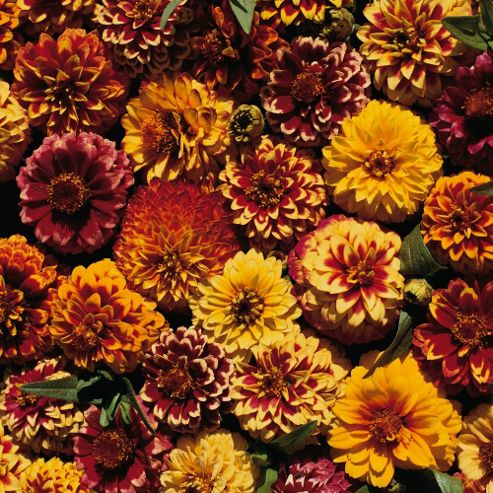 Image of Zinnia Haageana 'aztec Sunset' - 1 Packet (200 Seeds)