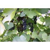 black hamburg grape (grape Black Hamburg ('Schiava Grossa'))