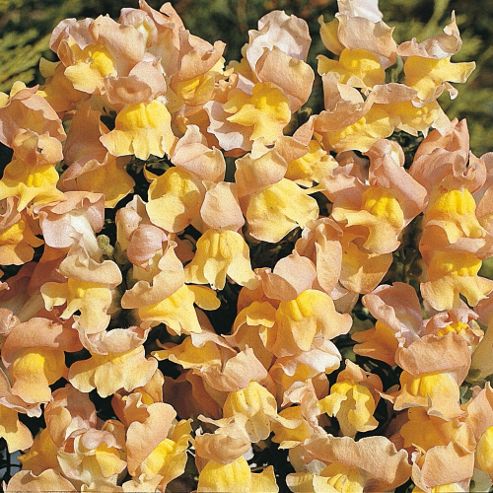 Image of Antirrhinum Nanum 'peaches & Cream' - 1 Packet (300 Seeds)