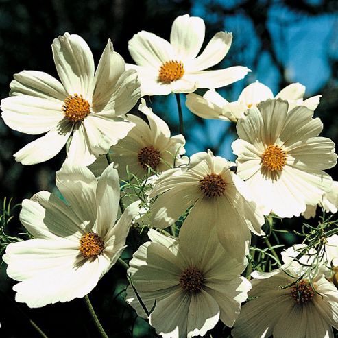 Image of Cosmos Bipinnatus 'purity' - 1 Packet (100 Seeds)