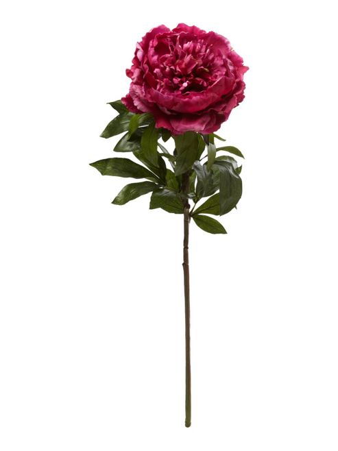 Image of Linea Dark Pink King Peony In Pink