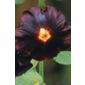 hollyhock (Alcea rosea 'Nigra')