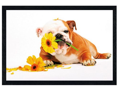 Image of Bulldog Mayhem Black Wooden Framed Good Morning! Poster