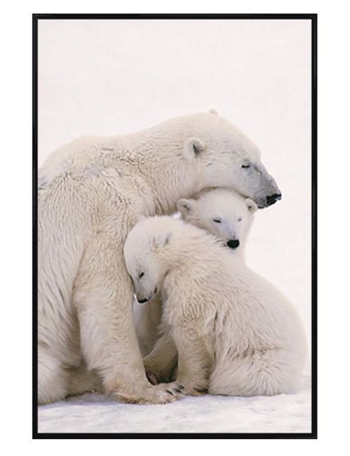 Image of Polar Bears Gloss Black Framed Polar Bear Family Poster