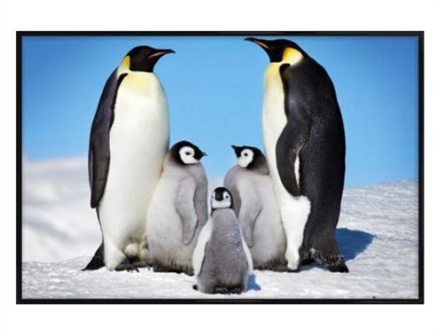 Image of Penguin Family Gloss Black Framed Penguin Harmony Poster