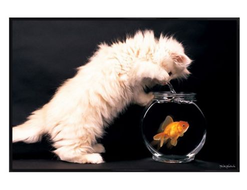 Image of Keith Kimberlin Gloss Black Framed Happy Fishing Cat And Goldfish Poster