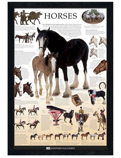Image of Dorling Kindersley Black Wooden Framed Horses Poster