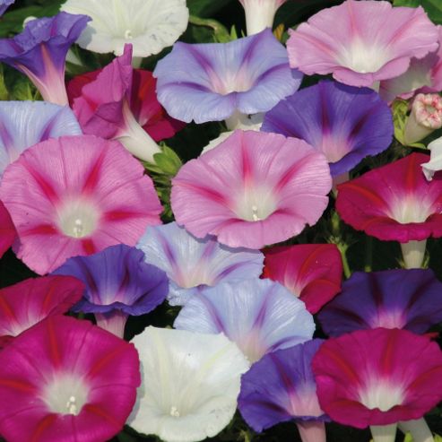 Image of Morning Glory 'lazy Luxe' - 1 Packet (35 Seeds)