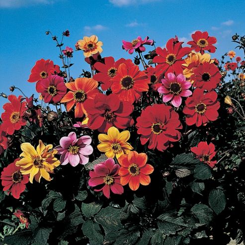 Image of Dahlia Variabilis 'bishop's Children' - 1 Packet (50 Seeds)