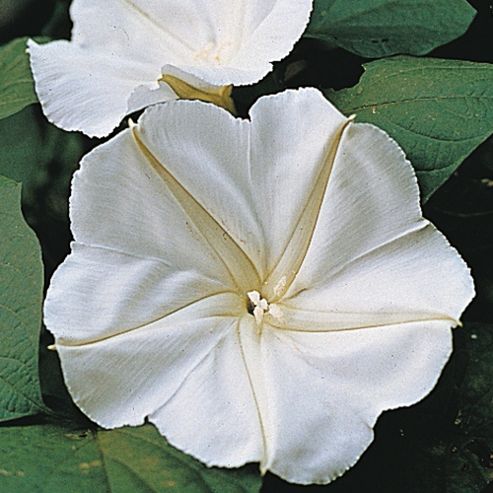Image of Morning Glory (moonflower) - 1 Packet (15 Seeds)