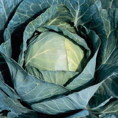 Image of Cabbage 'sir' F1 Hybrid (summer/autumn) - 1 Packet (30 Cabbage Seeds)