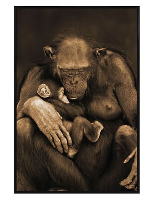 Image of Chimpanzee With Child Gloss Black Framed Motherhood Poster