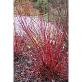red-barked dogwood (Cornus alba 'Sibirica')