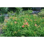 daylily (Hemerocallis 'Pink Damask')