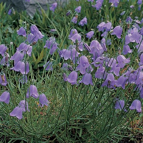 Image of Campanula Rotundifolia - 1 Packet (1000 Seeds)