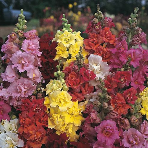 Image of Antirrhinum Majus 'double Madame Butterfly Mixed' F1 Hybrid - 1 Packet (60 Seeds)