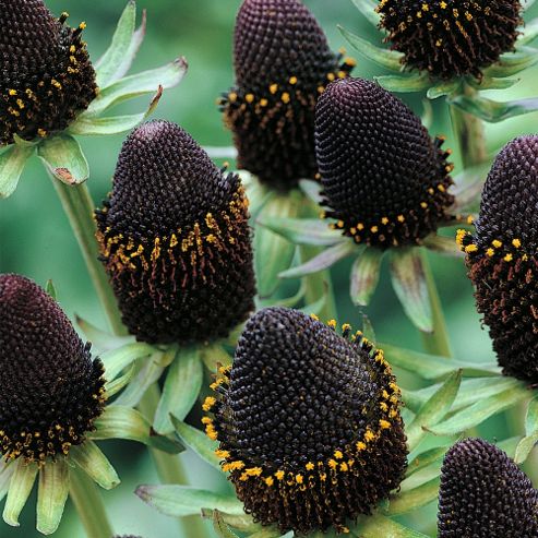 Image of Rudbeckia Occidentalis 'green Wizard' - 1 Packet (30 Seeds)
