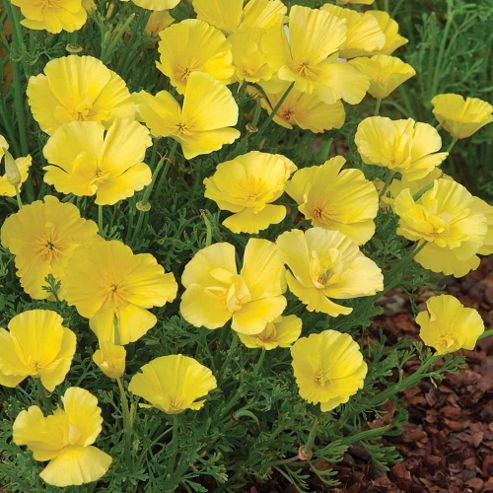 Image of Californian Poppy 'butter Bush' - 1 Packet (150 Seeds)