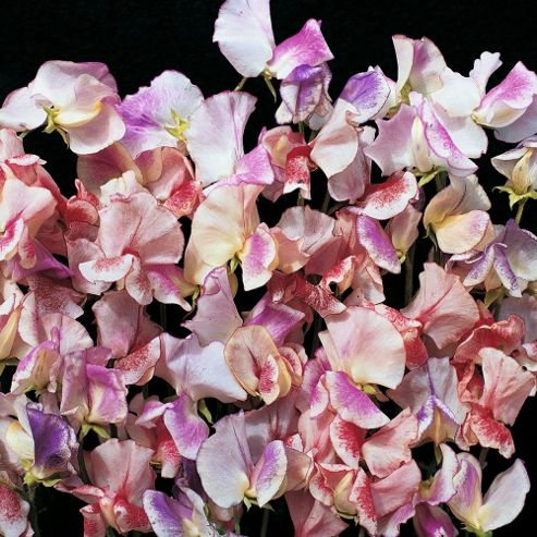 Image of Sweet Pea 'fragrant Ripples' - 1 Packet (40 Seeds)