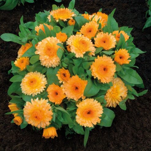 Image of Calendula Officinalis Nana 'apricot Twist' - 1 Packet (100 Seeds)