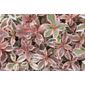 weigelia (Weigela florida Monet ('Verweig') (PBR))