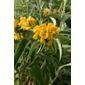 Jerusalem sage (Phlomis fruticosa)
