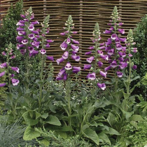 Image of Foxglove 'dalmatian Purple' F1 Hybrid - 1 Packet (12 Seeds)