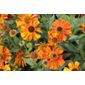 sneezeweed (Helenium 'Waldtraut')