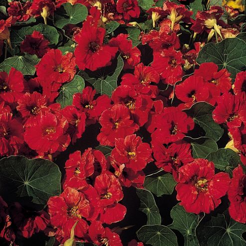 Image of Nasturtium 'mahogany Jewel' - 1 Packet (25 Seeds)
