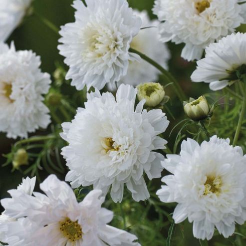 Image of Cosmos Bipinnatus 'double Click Snow Puff' - 1 Packet (50 Seeds)
