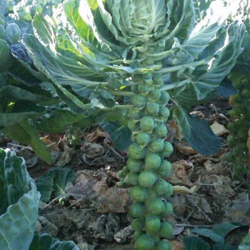 Image of Brussels Sprout 'bright' F1 Hybrid - 1 Packet (30 Seeds)