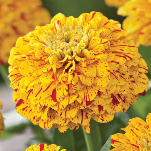 Image of Zinnia Elegans 'pop Art Golden & Red' - 1 Packet (40 Seeds)